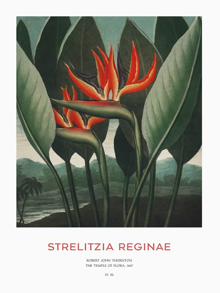 Crane Flower or Strelitzia Reginae by Vintagrafica