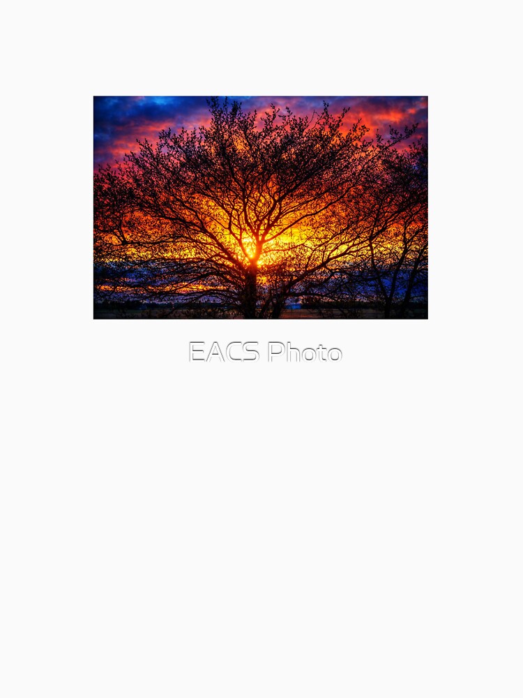 Brilliance! by EACS61 Nature Photography