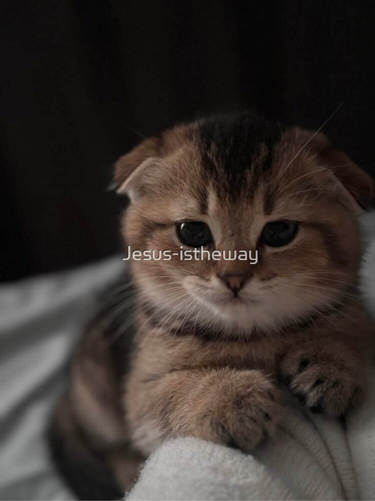 Golden Fold Kitten Portrait by Jesus-istheway