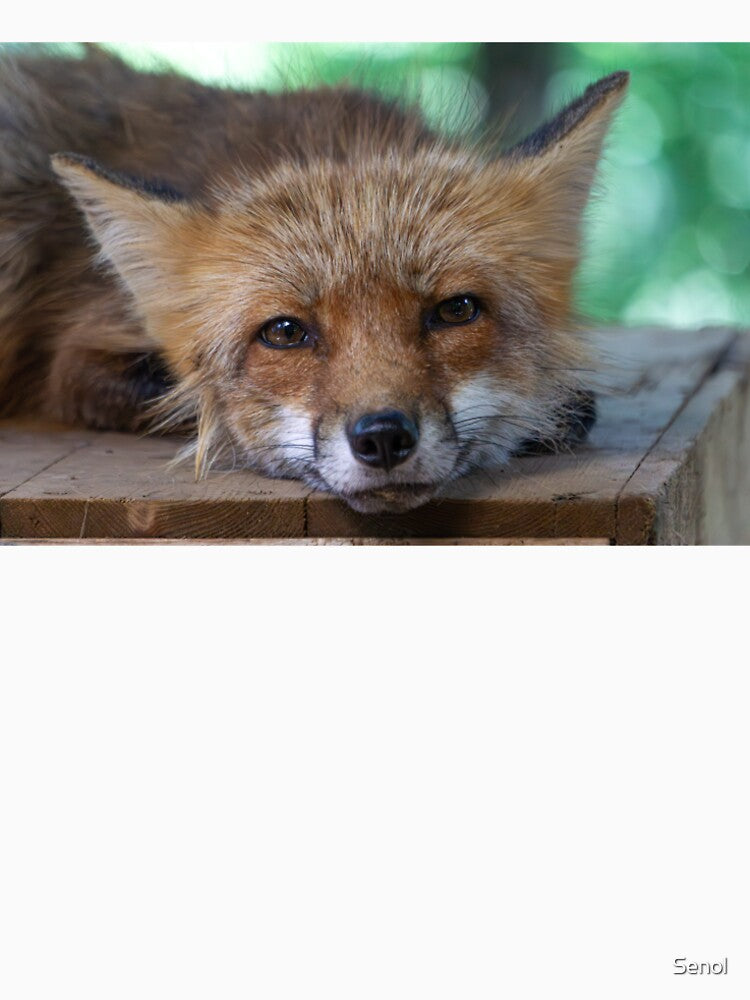 A fox in the fox village by Senol