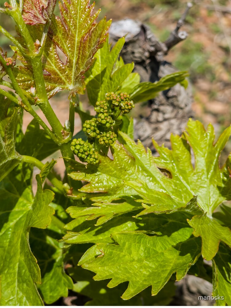 Baby Grape design by manosks
