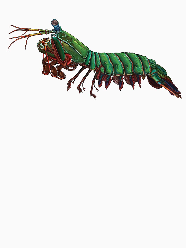 Peacock Mantis Shrimp by TheDisloyalists