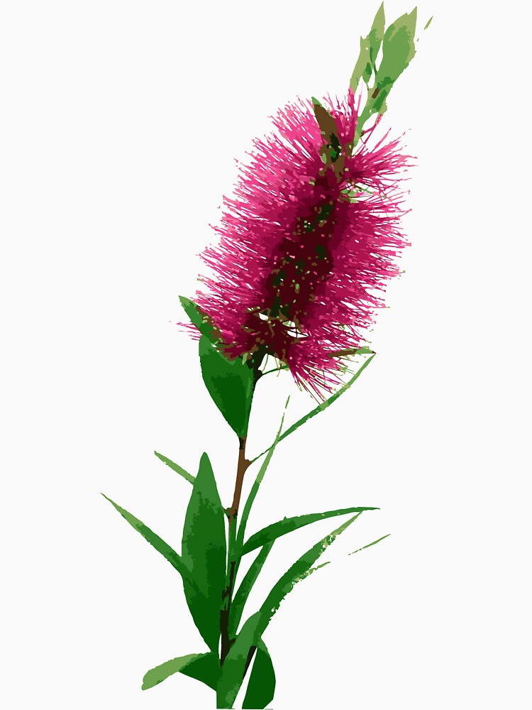 Bottlebrush Flower - Australian Native Floral - Pink by Annalee Beer