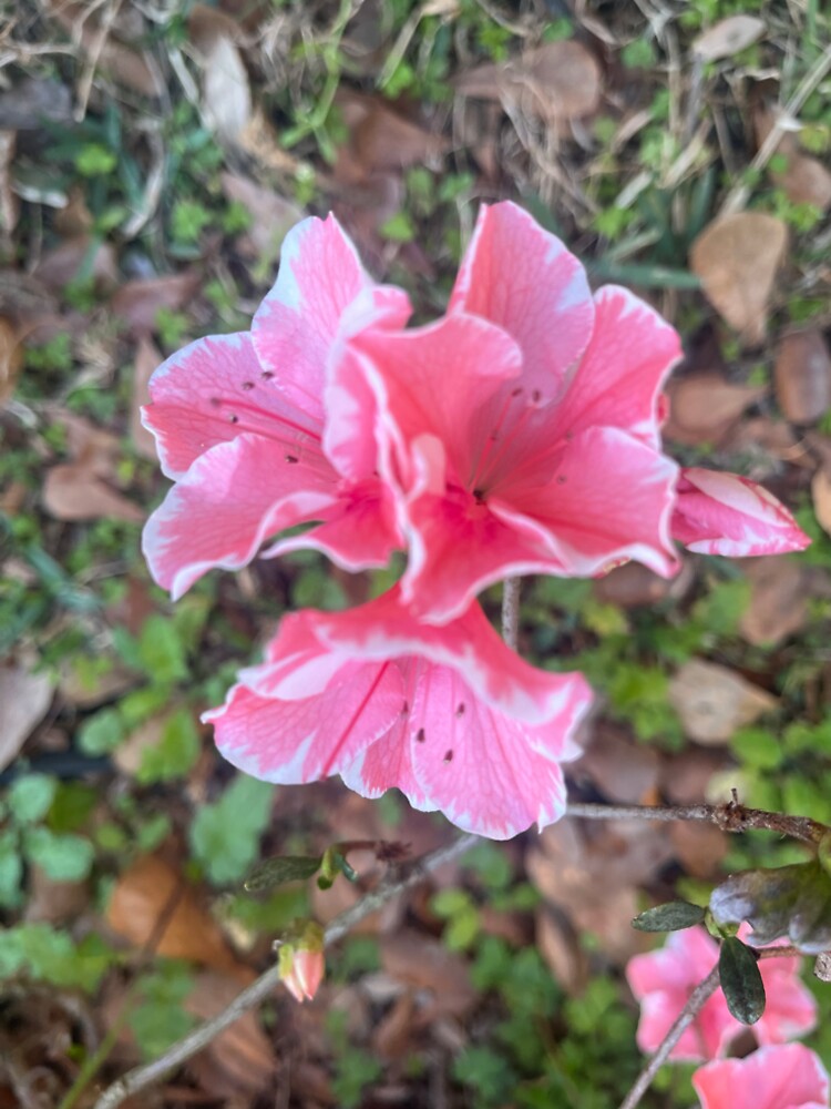 Pink Azaleas by SkyrozeTs