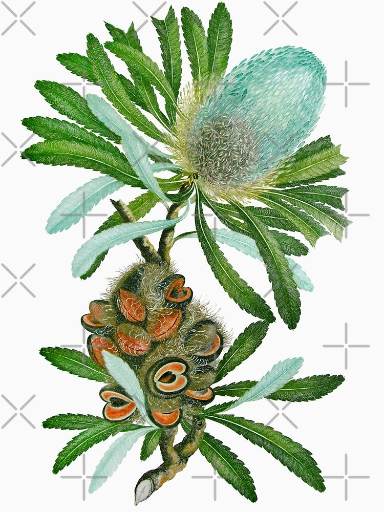 Banksia Flower by Leo Rolph