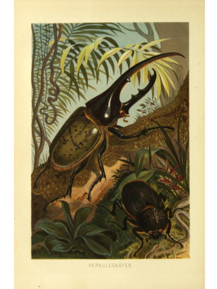 Hercules Beetle by BlueSpecsStudio