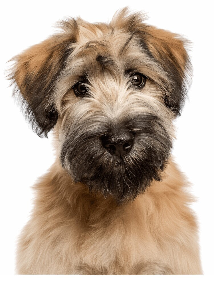 Adorable Soft-coated Wheaten Terrier Pup for Cute Wheatie puppy lovers by LazyOwlStore