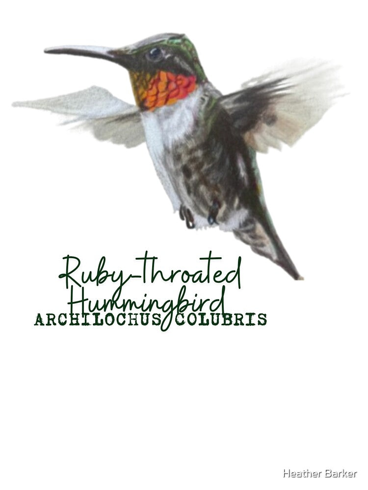 Ruby-Throated Hummingbird Drawing with Latin Name Label by Heather Barker