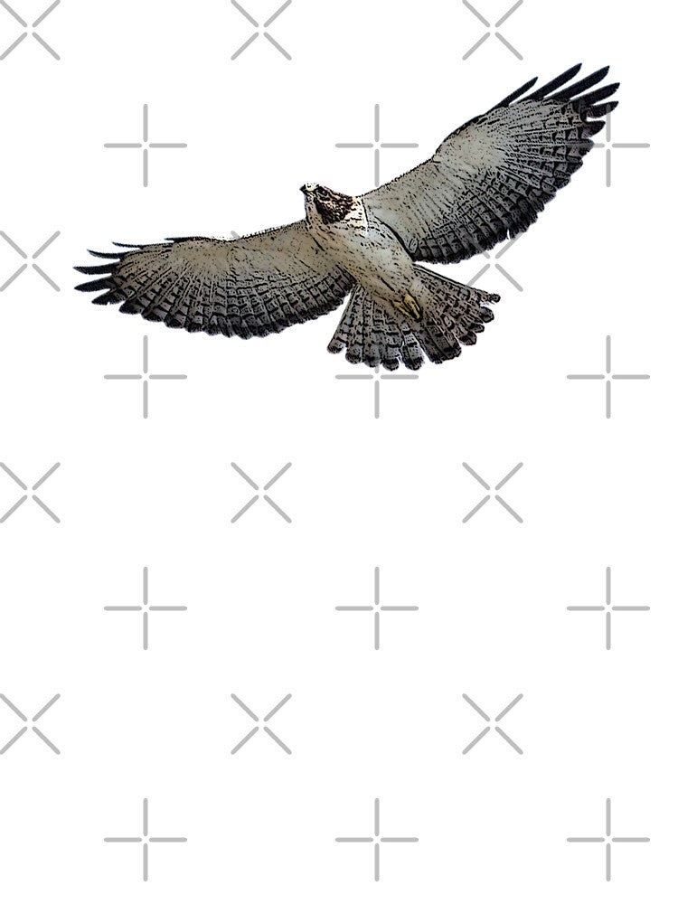 Short Tailed Hawk Color Design by designsasstultd