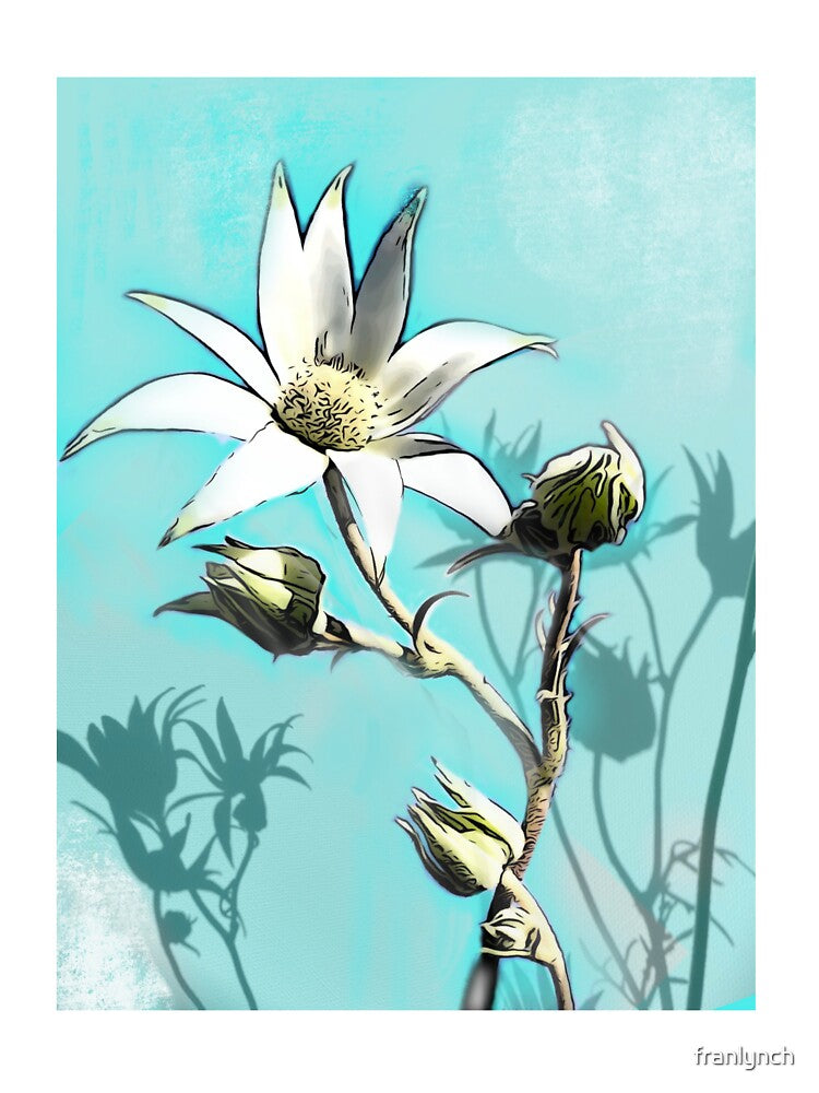 Flannel flowers with Aqua background by franlynch