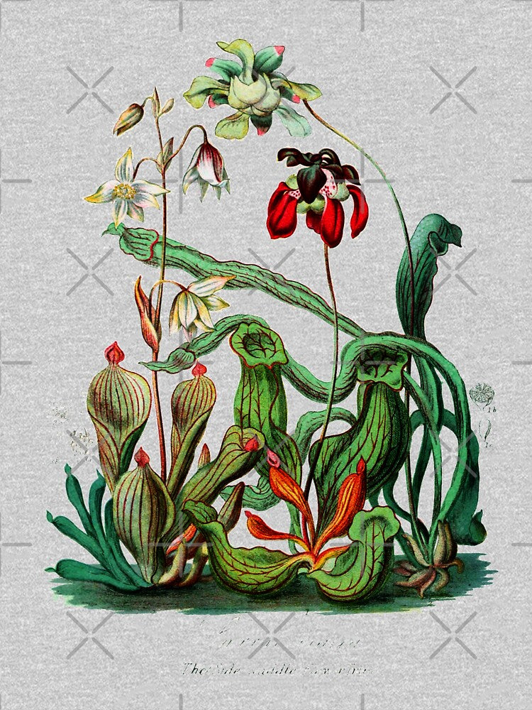 Carnivorous Plants  Vintage Sarracenia Botanical by bledi