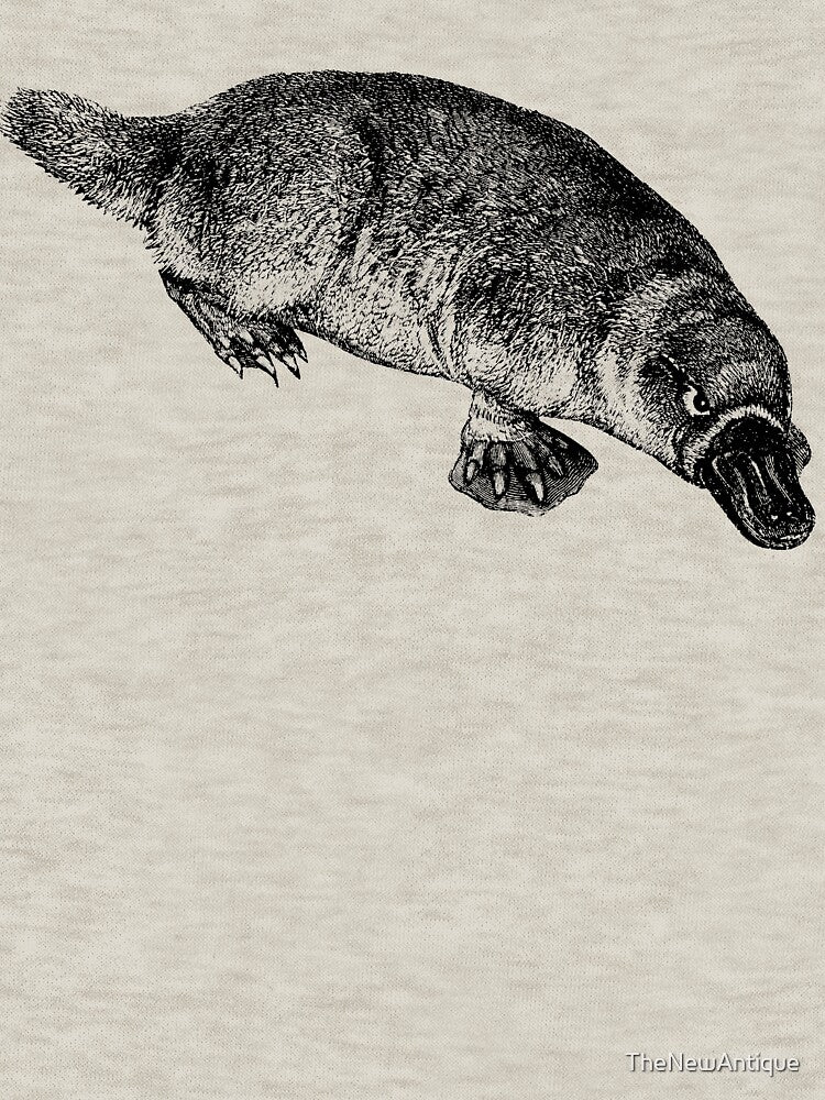 Vintage Australian Platypus by TheNewAntique