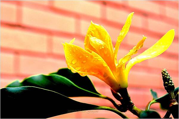 Rain Soaked Magnolia Print