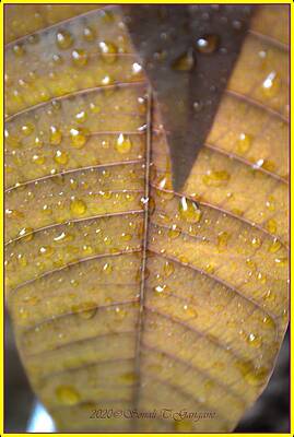Raindrops On Mango Leaves Print