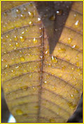 Raindrops On Mango Leaves Print
