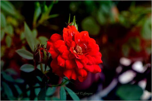 Raindrops On Red Print