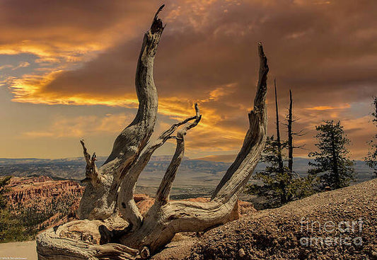 Reach For The Sky Print