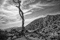 Reaching For The Stars Print