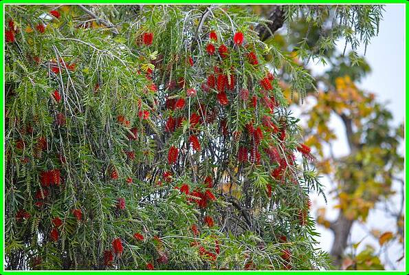 Red Bottle Brush Cascade Print