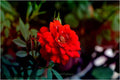 Red Miniature Print