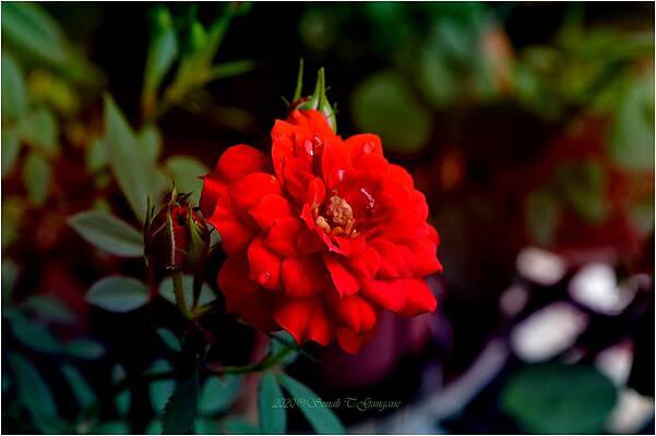 Red Miniature Print