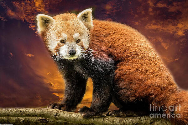Red Panda Portrait 10 Print