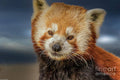 Red Panda Portrait 5 Print