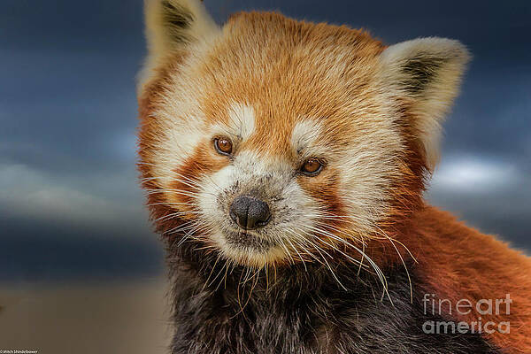 Red Panda Portrait 5 Print