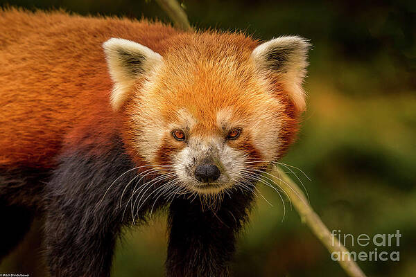 Red Panda Portrait 6 Print