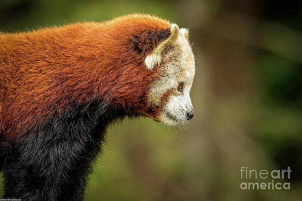 Red Panda Profile Print