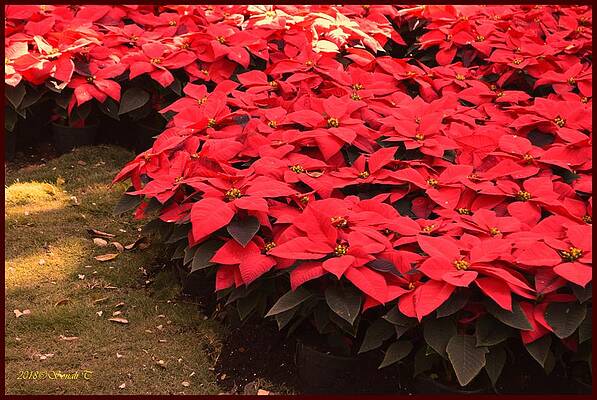 Red Pointsettia Corner Print
