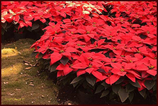 Red Pointsettia Corner Print