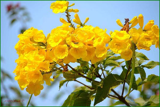 Refreshing Yellows Print