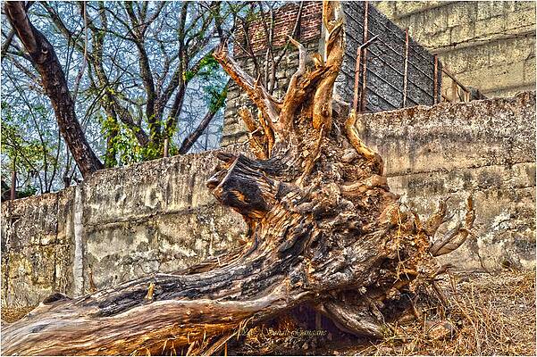Remains Of Dried Tree Print