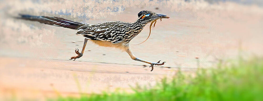 Road Runner With Lizard In Mouth Print
