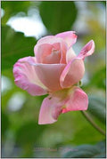 Rosy Blooming Print