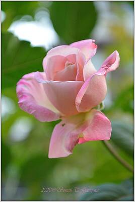 Rosy Blooming Print