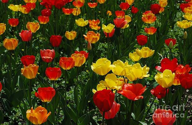 Rows Of Tulips Print