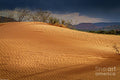 Sand Dune Print
