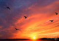 Seagulls And Sunset Print
