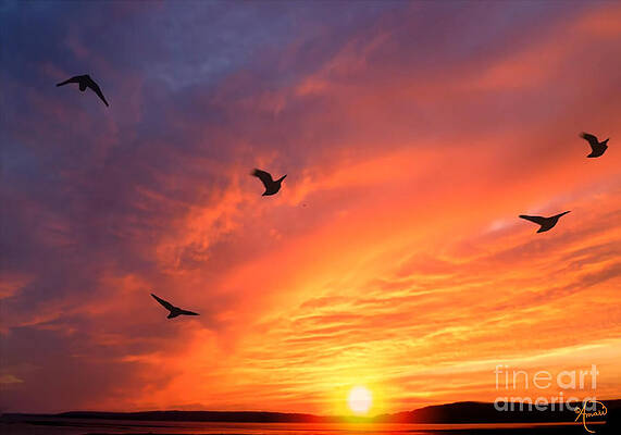 Seagulls And Sunset Print