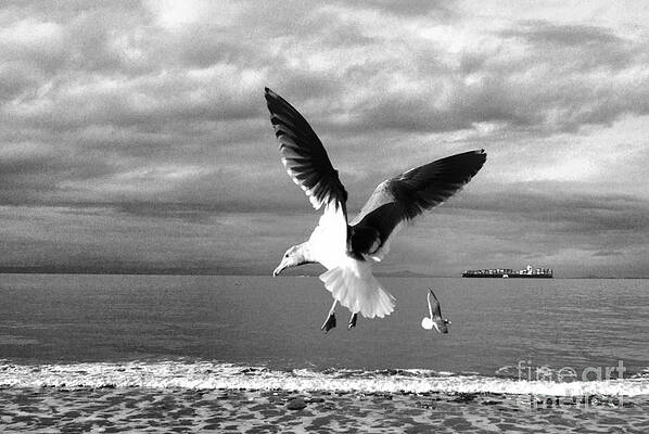 Seagulls In Flight In Black And White Print
