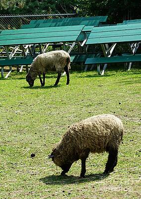 Sheep Grazing 2 Print