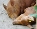 Siesta, In The Pig Pen Print