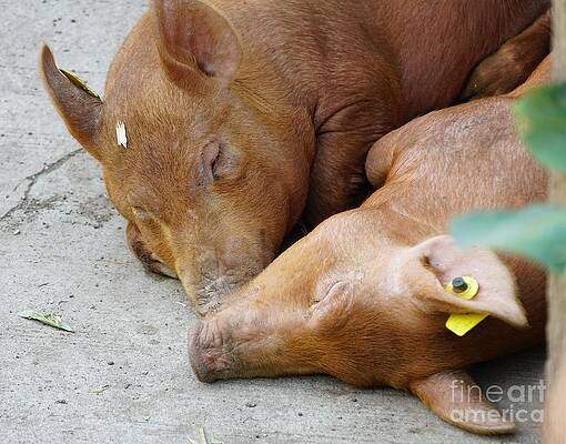 Siesta, In The Pig Pen Print