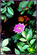 Solitary Beauty Print