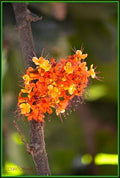 Sorrowless Flowers Print