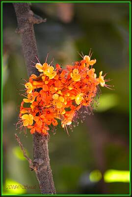 Sorrowless Flowers Print