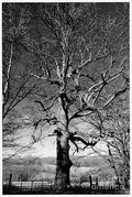 Spooky Tree Print