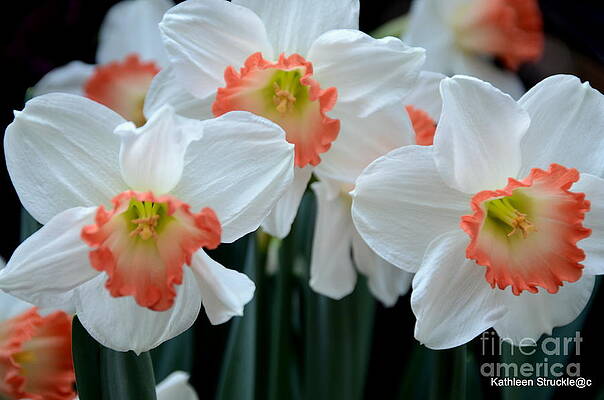 Spring Jonquils Print